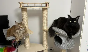 Gina's Dream Maine Coon Cattery — Cat Breeders, Stefanestii de Jos, Ilfov