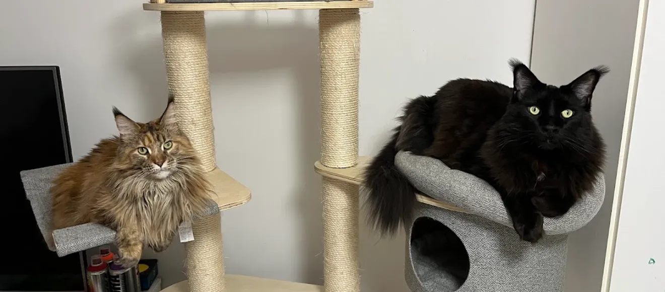 Gina's Dream Maine Coon Cattery — fotografie de copertă