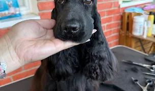 Grooming by Gabriella — Salon Câini & Pisici, Sectorul 4, București
