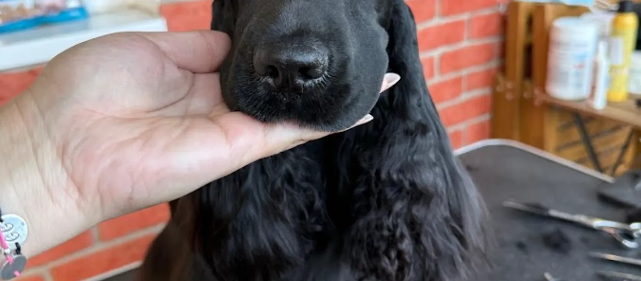 Grooming by Gabriella — fotografie de copertă
