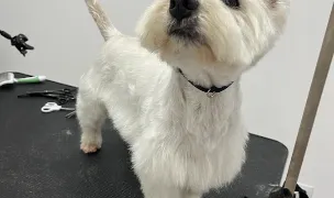 Happy Paws- Salon Canin și Felin — Salon Câini & Pisici, Sibiu