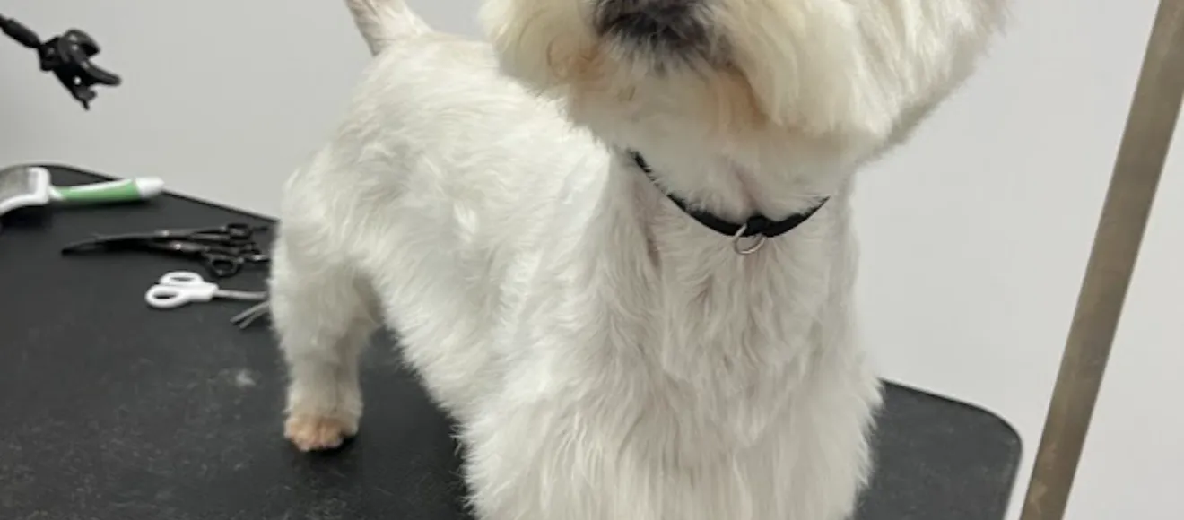 Happy Paws- Salon Canin și Felin — fotografie de copertă
