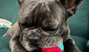 HAPPY PETSHOP&SPA — Salon Câini & Pisici, Sectorul 5, București