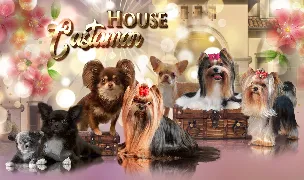 House Castamar — Dog Breeders, România