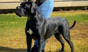 Ikaby Pets — Salon Câini & Pisici, Sectorul 1, București