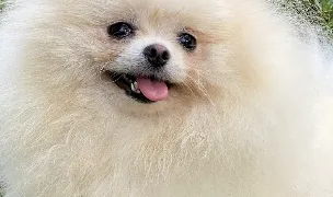 Impala pomeranian — Dog Breeders, Alexandria