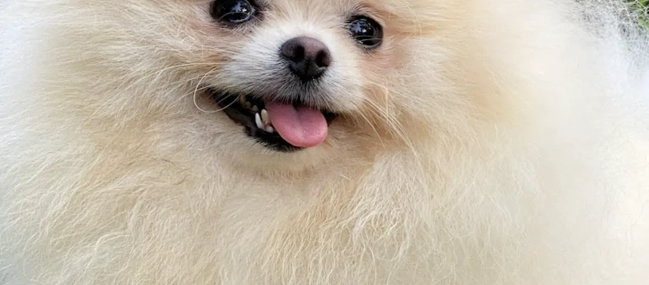 Impala pomeranian — fotografie de copertă