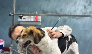 IMPERIAL PET STYLING, SALON CANIN — Salon Câini & Pisici, Municipiul Sibiu, Sibiu