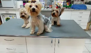 Karin Vet — Cabinete Veterinare, Hunedoara
