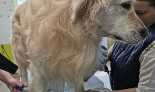 KAYRA, SALON DE ÎNFRUMUSEŢARE&GRĂDINIŢĂ CANINĂ — Salon Câini & Pisici, Baia Mare, Maramureș