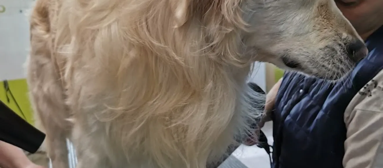 KAYRA, SALON DE ÎNFRUMUSEŢARE&GRĂDINIŢĂ CANINĂ — fotografie de copertă
