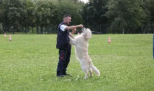 László Mátyás — Dog Adoption, Cluj