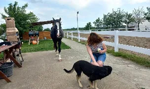 Legenda Cailor — Animal Training, România