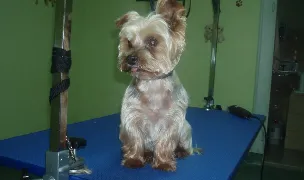Luky Red Cosmetica Canina Mures — Salon Câini & Pisici, Târgu Mureș, Mureș