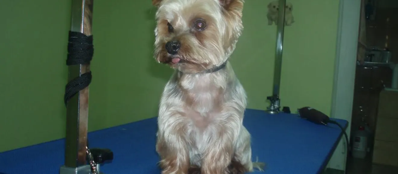 Luky Red Cosmetica Canina Mures — fotografie de copertă