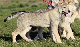 LUP CEHOSLOVAC - Canisa VON LUPUS DOMI (Czechoslovakian Wolfdog) — Dog Breeders, România