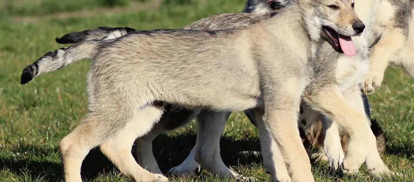 LUP CEHOSLOVAC - Canisa VON LUPUS DOMI (Czechoslovakian Wolfdog) — fotografie de copertă
