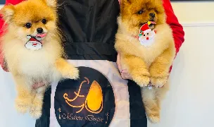 Maison Dogue — Dog & Cat Boarding, România