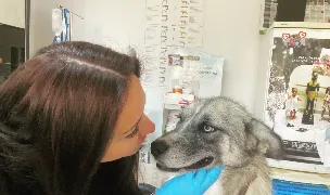 Mobovet — Spitale Veterinare, Municipiul Satu Mare, Satu Mare