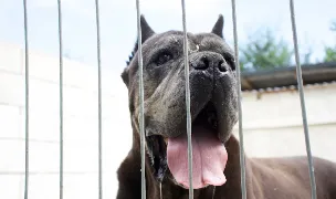 Nobile Cane Corso Mogosoaia | Canisa Cane Corso Italiano — Crescători Câini, Municipiul Iași, Iași