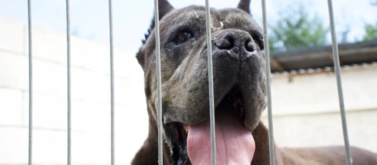 Nobile Cane Corso Mogosoaia | Canisa Cane Corso Italiano — fotografie de copertă