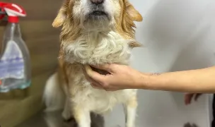 Patrocle's Pets — Pet Shop, Dobroesti, Ilfov