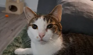 Păulești - Cabinet Veterinar Mojo Intervet — Spitale Veterinare, Prahova