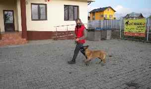 Pensiune canina Chinodog — Dog & Cat Boarding, România