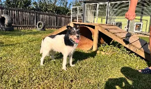 Pensiune si Dresaj Canin Sighet — Dog & Cat Boarding, România