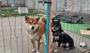 Pensiunea Canina Blue Dog — Dog Adoption, România