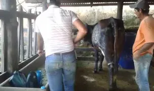Pfa.Mathe Szilard — Cabinete Veterinare, Dej, Cluj