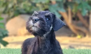 Philandros — Dog Breeders, România