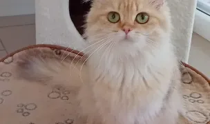 Pisici British Romania , Braila — Cat Breeders, România
