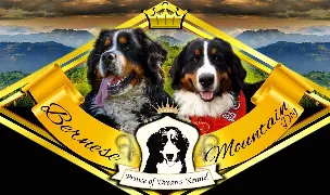 Prince of Dreams Kennel — Dog Breeders, România