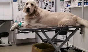 Prolife — Cabinete Veterinare, Călărași