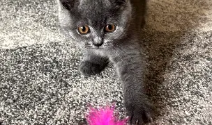 Pure British (Felisa British Shorthair) — Cat Breeders, România