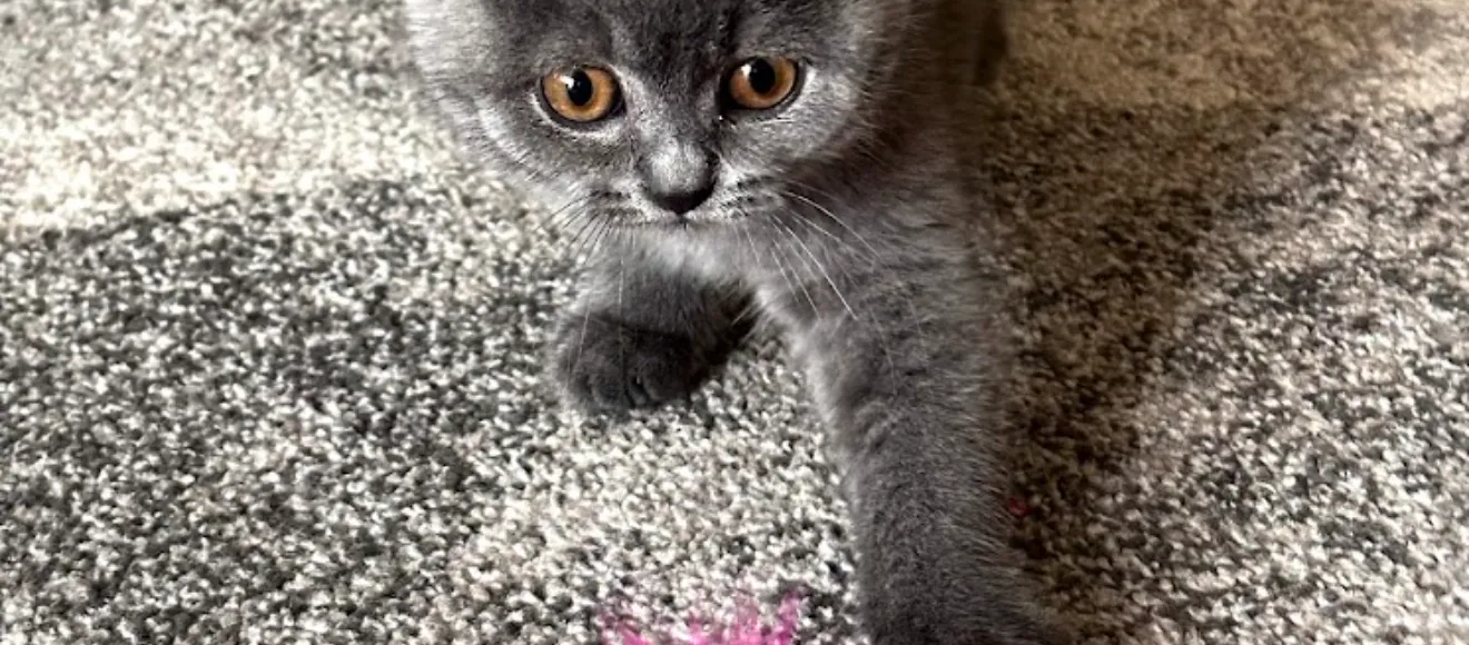 Pure British (Felisa British Shorthair) — fotografie de copertă