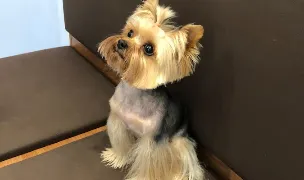 Regal Bijoux Pet Salon — Salon Câini & Pisici, Râmnicu Vâlcea, Vâlcea