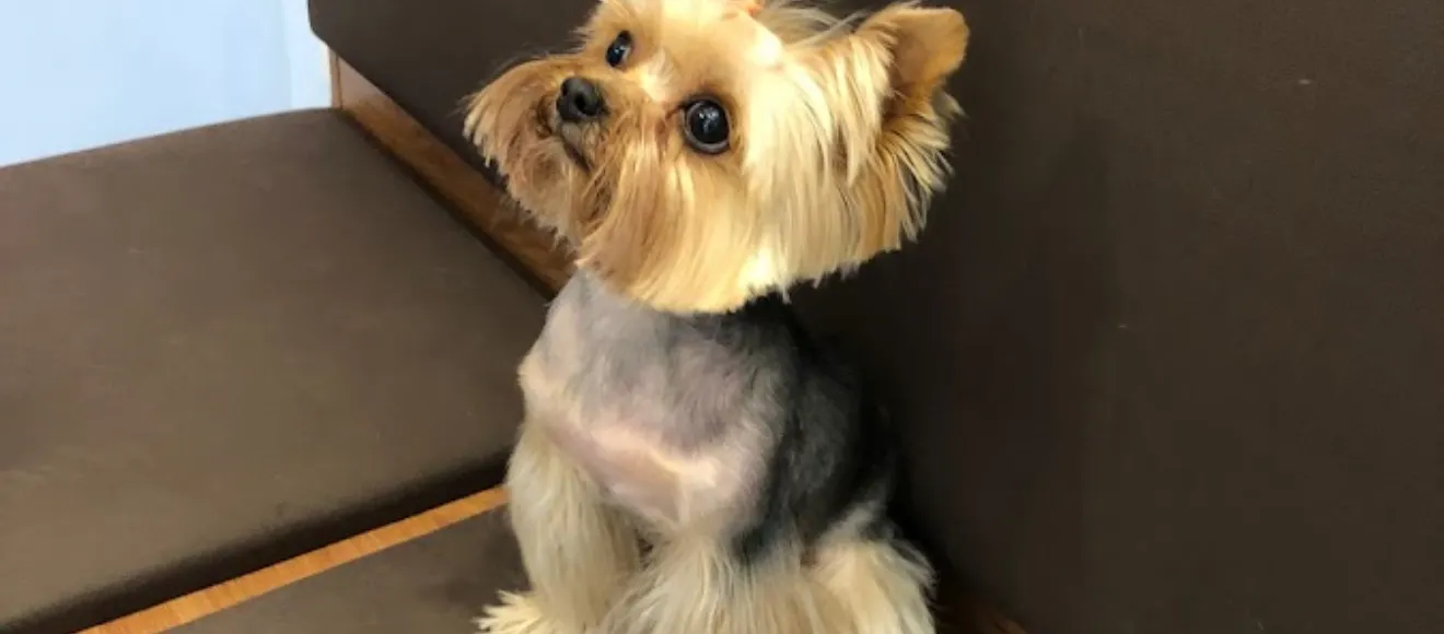 Regal Bijoux Pet Salon — fotografie de copertă
