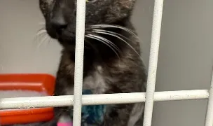 Regal VET — Spitale Veterinare, Sectorul 4, București