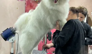 Rici & Rici — Salon Câini & Pisici, Piatra Neamț