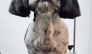 Roald Pets — Salon Câini & Pisici, Sectorul 5, București