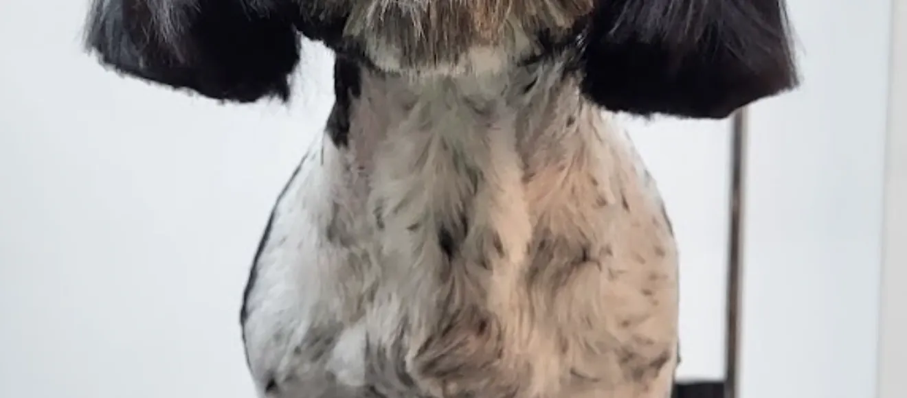 Roald Pets — fotografie de copertă