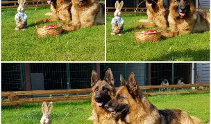 Romland Pet Hotel / Pensiune Canina in Bucuresti / Ilfov — Dog & Cat Boarding, Berceni, Ilfov