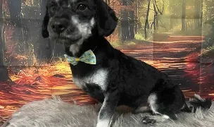 Royal Pet Bacau-Frizerie canina si felina — Salon Câini & Pisici, Municipiul Bacău, Bacău