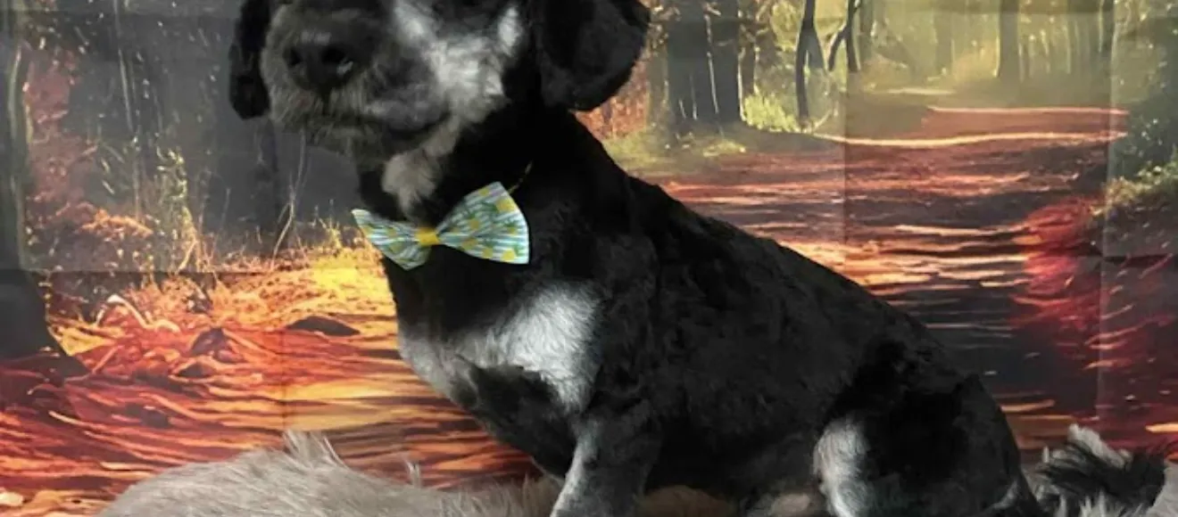 Royal Pet Bacau-Frizerie canina si felina — fotografie de copertă