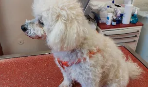 Sabadoș Vet — Cabinete Veterinare, Municipiul Satu Mare, Satu Mare