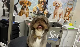 Salon canin / Frizerie canină Galați Ybarra Grooming Studio and Spa — Salon Câini & Pisici, Municipiul Galați, Galați