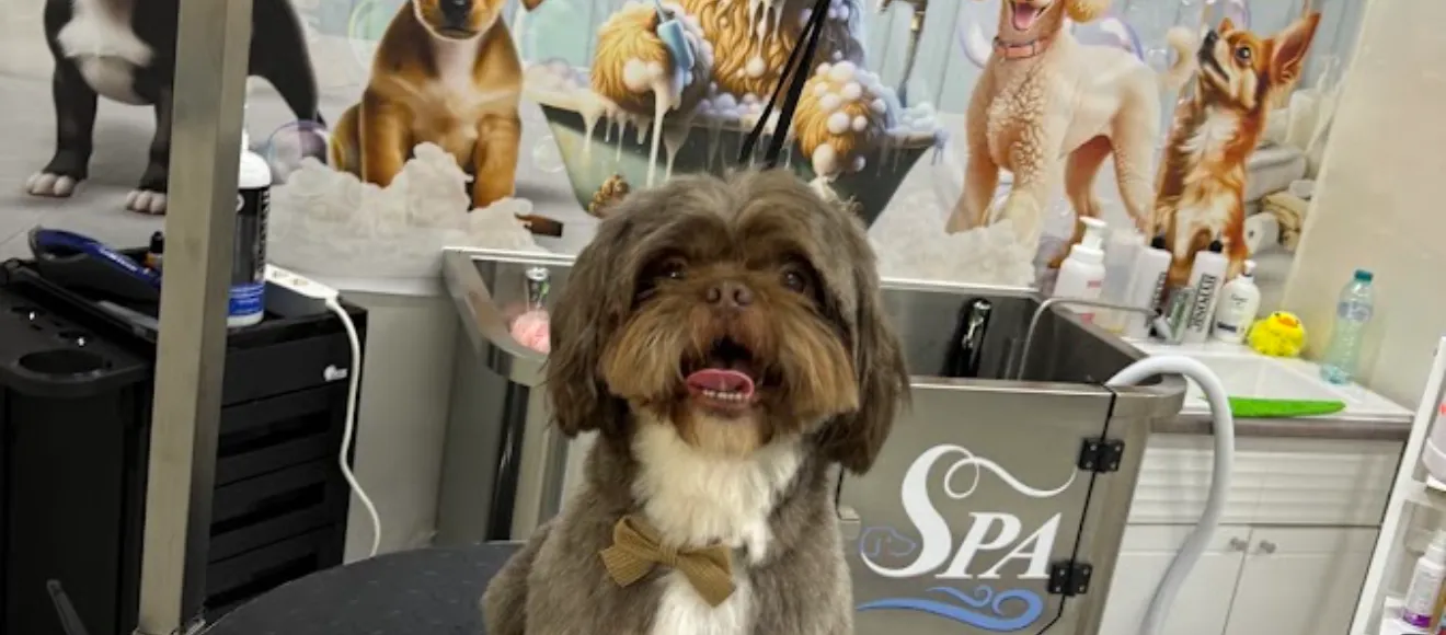 Salon canin / Frizerie canină Galați Ybarra Grooming Studio and Spa — fotografie de copertă