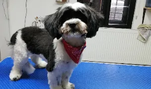 Salon canin MaiaPet — Pet Boarding, România